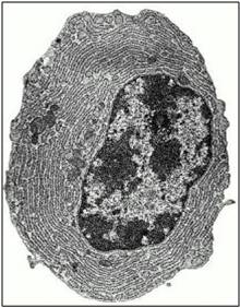 Antibody-producing B cell