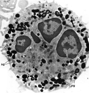 A neutrophil
