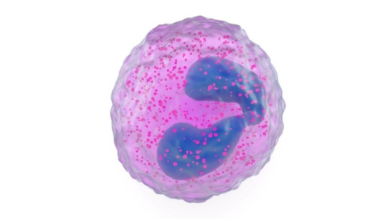 Image of eosinophil